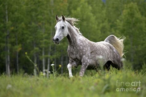 Arabian Dapple Grey Horse Galloping Photograph By Rolf Kopfle Pixels