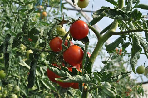 Cultivo De Tomate A Campo Abierto Cultivo Del Tomate Al Aire Libre