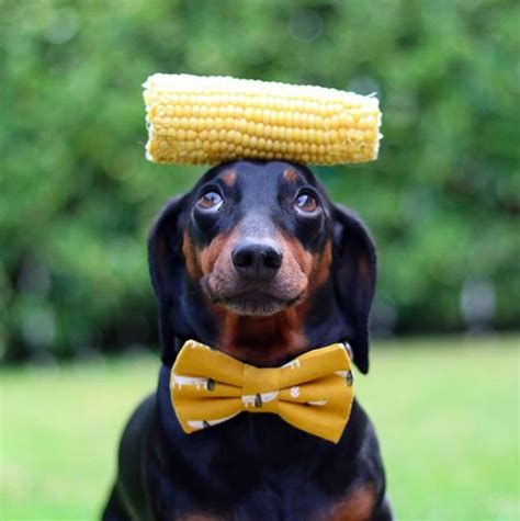 Lovable Dachshund Harlso Able To Perfectly Balance Objects On His Head