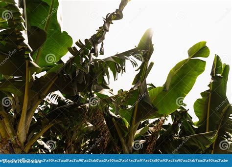 Organic Bananas Farming On Banana Plantation Stock Photo Image Of