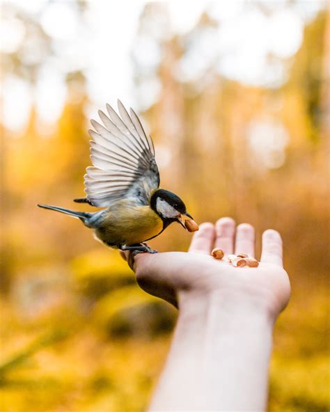 How Can You Feed Wild Birds During The Spring And Summer