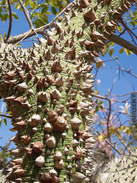 So Unusual Thorny Silk Floss Tree Chorisia Speciosa Kens Nursery
