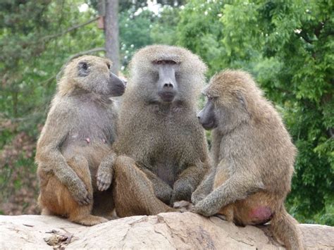 Three Monkeys Sitting On Rock Together Free Image Download
