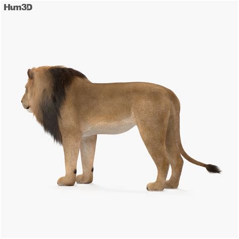 Animated Lion Hd 3d Model Animals On Hum3d
