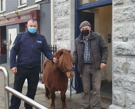 Owner Reunited With Shetland Pony Found In Carrickmacross Lmfm