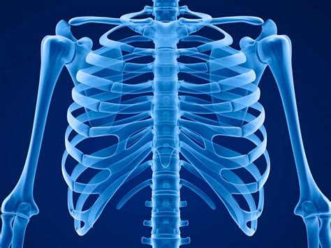 There many organs that located on the right side under the lower ribs. 6 possible causes of rib cage pain