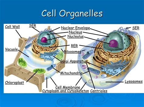 Ppt Cell Organelles Powerpoint Presentation Free Download Id726643