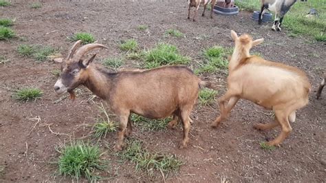 A female goat is called a doe or nanny, a mother goat is called a dam, and a young female goat is a doeling or a kid. Goat Behavior - Male obsessing over a female in heat ...