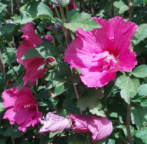 Piante da vaso: Hibiscus, Ibisco, Hibiscus syriacus, Hibiscus rosa-sinensis, Hibiscus ...