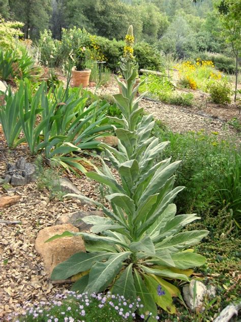 Check spelling or type a new query. Common weeds of the Sierra foothills | Sierra Foothill Garden