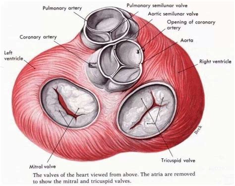 Cardiac Valves Well Theres A Picture Of Normal Valves Heart