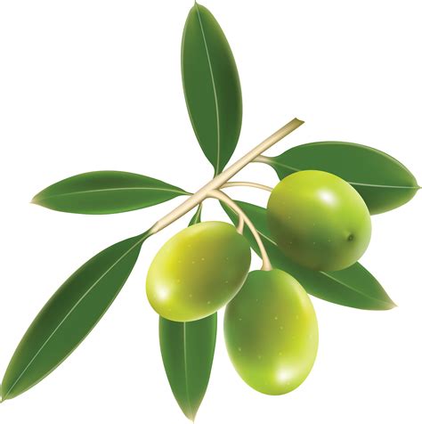 Olive Png Pictures Olives Tree Clipart With No Background My Xxx Hot Girl
