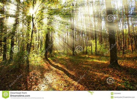 Morning Sun In The Autumn Forest Stock Photography Image