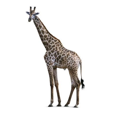 Giraffe Facts For Kids How Tall Is A Giraffe Dk Find Out
