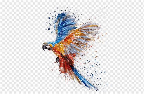 Parrot Bird Watercolor Painting Drawing Parrot Color Splash Splash