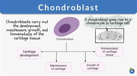 Chondroblast Definition And Examples Biology Online Dictionary