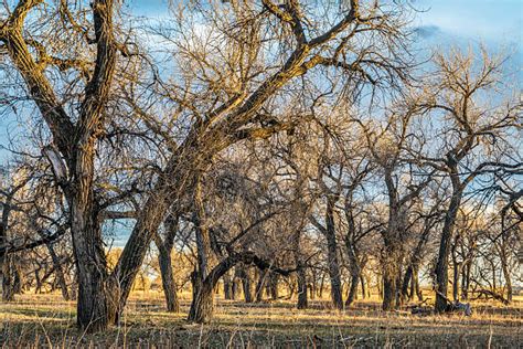 Cottonwood Tree Pictures Images And Stock Photos Istock