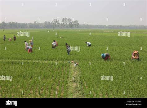 naogaon bangladesh 5th mar 2021 santal indigenous people weeding a rice paddy field in the