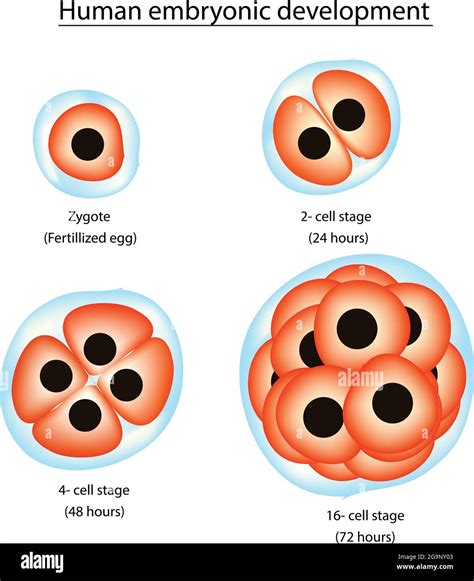 Biological Illustration Of Human Embryonic Development Different Four