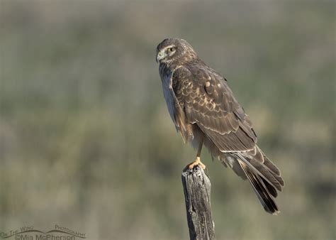 First Spring Northern Harrier Male Perched Mia Mcpherson S On The