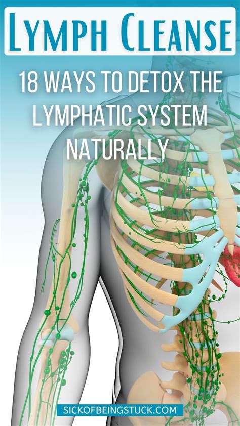 Lymph Cleanse Detox The Lymphatic System Naturally Lymph Massage