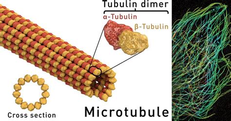 Check spelling or type a new query. Microtubules- Definition, Structure, Functions and Diagram