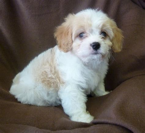 They're adorable hybrids of the bichon frise and the cavalier king charles spaniel. Cavachon Puppies for sale in London | London, West London ...