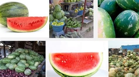 how to start profitable watermelon farming business in nigeria 2024 lewisraylaw