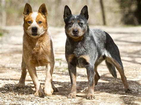 Australian Cattle Dog Breed Info And Care