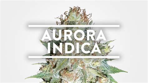 Aurora Indica Strain Information Msnl Youtube