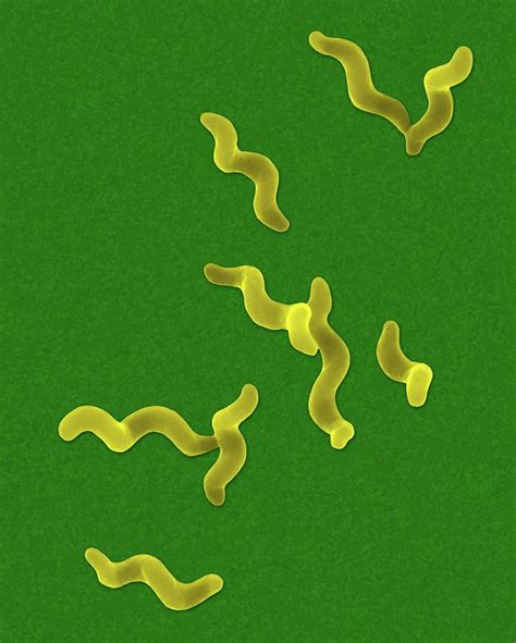 Campylobacter Jejuni Photograph By Dennis Kunkel Microscopyscience