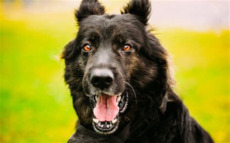 Download Wallpapers Black German Shepherd Close Up Dogs Pets Green