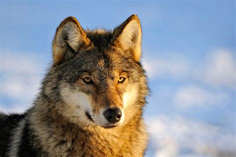 Provided to youtube by base79gang of wolves (original mix) · stupid humangang of wolves℗ copyright controlreleased on: Almost All of the Wolves on One Alaskan Island Were Killed ...