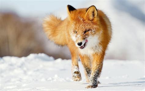 Foxes Wallpapers Wallpaper Cave