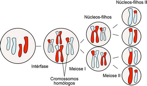 Fases Da Meiose 2 Na Divisão Celular Quais As Etapas Da Meiose