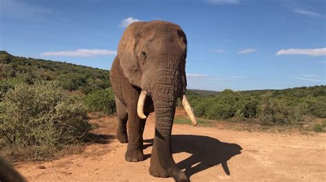 Giant Bull Elephant Walked By Youtube