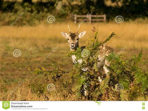 Cute Baby Deer Hiding Stock Image Image Of Grassland 79484625