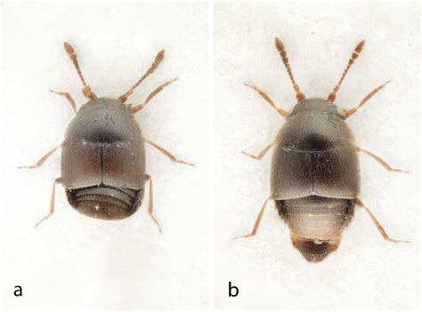 Habitus Of Cypha Norvegica Nov Sp Holotype Male A And Female B