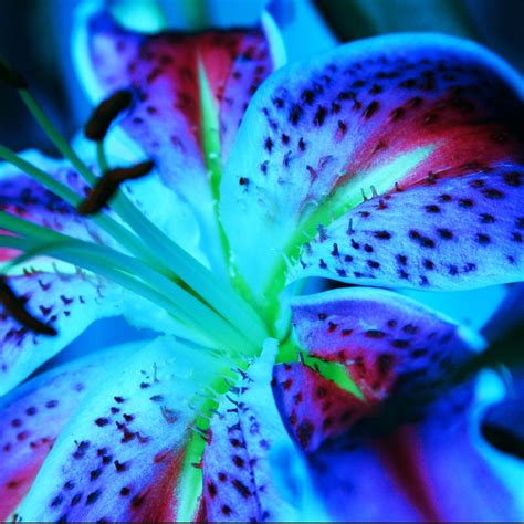Jilted mommy eager to taste stepson's dick! Stargazer Lily | Matthew Kirkland | Flickr