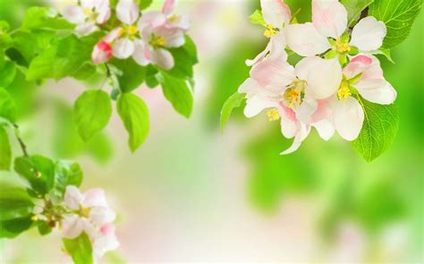 Spring Flowers Wallpapers Top Free Spring Flowers Backgrounds