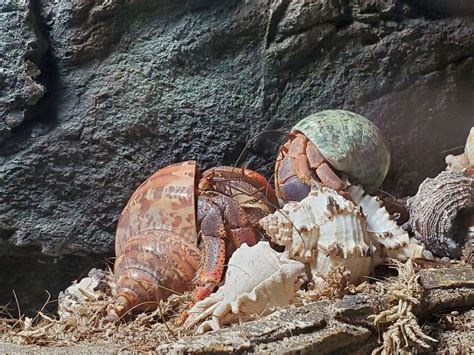 Hermit Crabs Lindsay Wildlife Experience