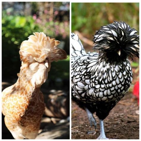 Backyard Chickens The Top 18 Breeds For Your Flock ~ Homestead And Chill