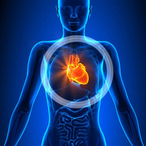 Pathologies Cardio Vasculaires SurgyOne