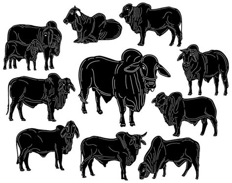 Bull Brahman Cattle Dxf Files And Svg Cut Ready For Cnc Machines Laser
