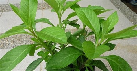 Manfaat dan khasiat tanaman sambung nyawa untuk kesehatan daun sambung nyawa untuk kanker kandungan, kanser payudara, kanser darah. Cara Menanam Daun Dewa Sambung Nyawa