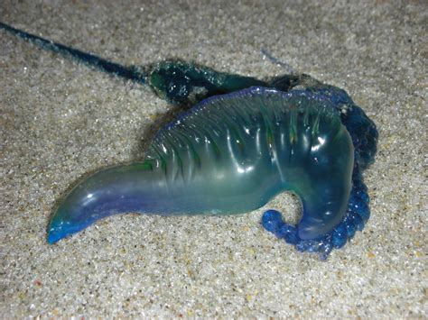 Bluebottle Topview Jellyfish Of New Zealand · Inaturalist