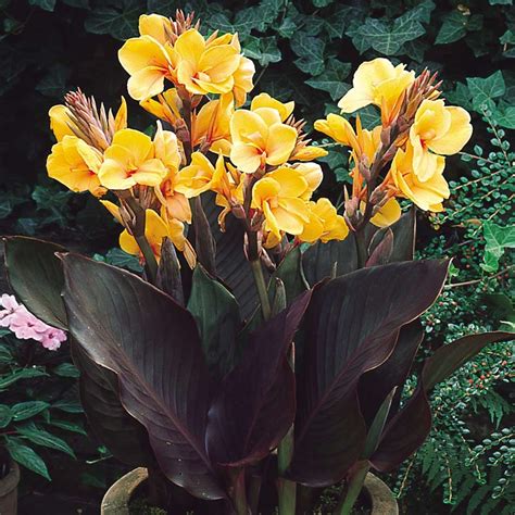 Dwarf Canna Collection Planting Bulbs Rhizome Types Of Soil