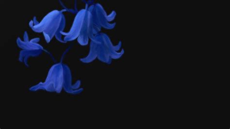48 Black Background Wallpaper With Flowers On Wallpapersafari