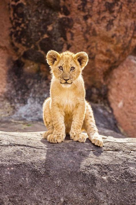 Top 999 Baby Lion Wallpaper Full Hd 4k Free To Use