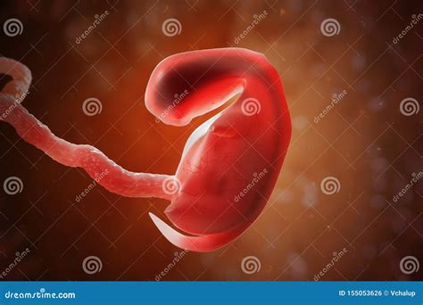 Embrione O Feto Umano Nel Grembo Illustrazione 3d Illustrazione Di
